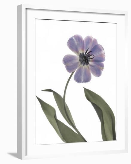 Xray Tulip X-Judy Stalus-Framed Photographic Print