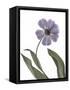 Xray Tulip X-Judy Stalus-Framed Stretched Canvas