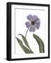 Xray Tulip X-Judy Stalus-Framed Photographic Print