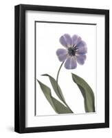 Xray Tulip X-Judy Stalus-Framed Photographic Print