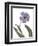 Xray Tulip X-Judy Stalus-Framed Photographic Print