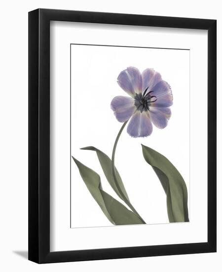 Xray Tulip X-Judy Stalus-Framed Photographic Print