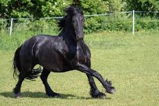 Friesian Horse Running in the Meadow-xtrekx-Framed Stretched Canvas