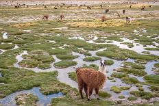 Llamas in the Mountains near Paso De Jama, Argentina-Chile-xura-Photographic Print