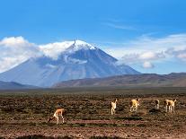 Llamas in the Mountains near Paso De Jama, Argentina-Chile-xura-Photographic Print