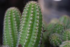 Beautiful Cactus Close-Up on One with Little Cactuses on the Background and a Tall Cactus beside It-Xy Simon-Mounted Photographic Print