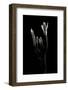 Xylaria Hypoxylon (Stag's Horn Fungus, Candlestick Fungus, Candlesnuff Fungus, Carbon Antlers)-Paul Starosta-Framed Photographic Print