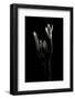 Xylaria Hypoxylon (Stag's Horn Fungus, Candlestick Fungus, Candlesnuff Fungus, Carbon Antlers)-Paul Starosta-Framed Photographic Print