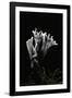 Xylaria Hypoxylon (Stag's Horn Fungus, Candlestick Fungus, Candlesnuff Fungus, Carbon Antlers)-Paul Starosta-Framed Photographic Print