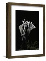 Xylaria Hypoxylon (Stag's Horn Fungus, Candlestick Fungus, Candlesnuff Fungus, Carbon Antlers)-Paul Starosta-Framed Photographic Print