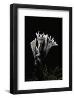 Xylaria Hypoxylon (Stag's Horn Fungus, Candlestick Fungus, Candlesnuff Fungus, Carbon Antlers)-Paul Starosta-Framed Photographic Print