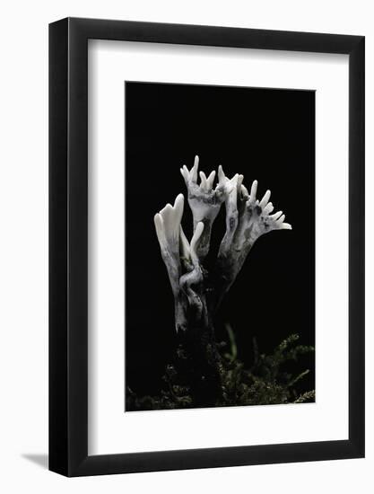 Xylaria Hypoxylon (Stag's Horn Fungus, Candlestick Fungus, Candlesnuff Fungus, Carbon Antlers)-Paul Starosta-Framed Photographic Print