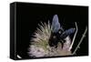 Xylocopa Violacea (Violet Carpenter Bee)-Paul Starosta-Framed Stretched Canvas