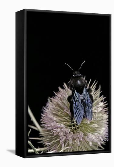 Xylocopa Violacea (Violet Carpenter Bee)-Paul Starosta-Framed Stretched Canvas