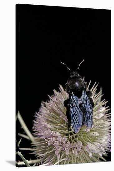 Xylocopa Violacea (Violet Carpenter Bee)-Paul Starosta-Stretched Canvas