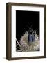 Xylocopa Violacea (Violet Carpenter Bee)-Paul Starosta-Framed Photographic Print