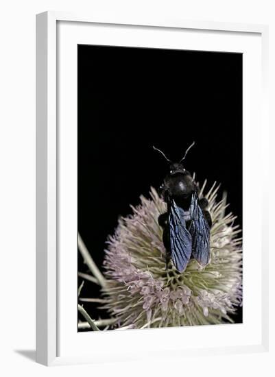 Xylocopa Violacea (Violet Carpenter Bee)-Paul Starosta-Framed Photographic Print