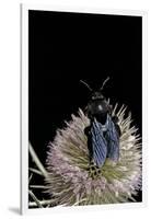 Xylocopa Violacea (Violet Carpenter Bee)-Paul Starosta-Framed Photographic Print