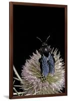 Xylocopa Violacea (Violet Carpenter Bee)-Paul Starosta-Framed Photographic Print