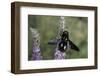 Xylocopa Violacea (Violet Carpenter Bee)-Paul Starosta-Framed Photographic Print