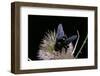 Xylocopa Violacea (Violet Carpenter Bee)-Paul Starosta-Framed Photographic Print