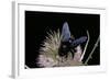 Xylocopa Violacea (Violet Carpenter Bee)-Paul Starosta-Framed Photographic Print