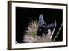 Xylocopa Violacea (Violet Carpenter Bee)-Paul Starosta-Framed Photographic Print