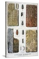Xylophagous Insects That are Destructive to Forests, 1897-F Meaulle-Stretched Canvas