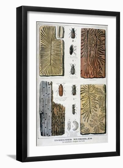 Xylophagous Insects That are Destructive to Forests, 1897-F Meaulle-Framed Giclee Print