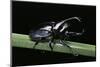 Xylotrupes Gideon (Siamese Rhinoceros Beetle, Fighting Beetle) - Male-Paul Starosta-Mounted Photographic Print