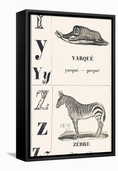 Y Z: Yarque — Zebra, 1850 (Engraving)-Louis Simon (1810-1870) Lassalle-Framed Stretched Canvas