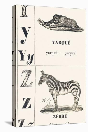 Y Z: Yarque — Zebra, 1850 (Engraving)-Louis Simon (1810-1870) Lassalle-Stretched Canvas