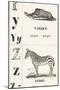 Y Z: Yarque — Zebra, 1850 (Engraving)-Louis Simon (1810-1870) Lassalle-Mounted Giclee Print