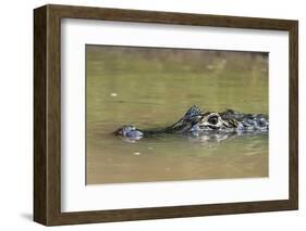 Yacare caiman (Caiman crocodylus yacare), Rio Negrinho, Pantanal, Mato Grosso, Brazil, South Americ-Sergio Pitamitz-Framed Photographic Print