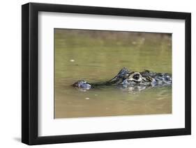 Yacare caiman (Caiman crocodylus yacare), Rio Negrinho, Pantanal, Mato Grosso, Brazil, South Americ-Sergio Pitamitz-Framed Photographic Print