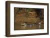 Yacare Caiman (Caiman Yacare), Northern Pantanal, Mato Grosso, Brazil-Pete Oxford-Framed Photographic Print