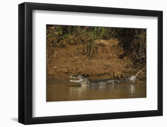 Yacare Caiman (Caiman Yacare), Northern Pantanal, Mato Grosso, Brazil-Pete Oxford-Framed Photographic Print