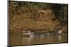 Yacare Caiman (Caiman Yacare), Northern Pantanal, Mato Grosso, Brazil-Pete Oxford-Mounted Photographic Print