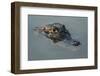 Yacare Caiman (Caiman Yacare), Northern Pantanal, Mato Grosso, Brazil-Pete Oxford-Framed Photographic Print