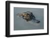 Yacare Caiman (Caiman Yacare), Northern Pantanal, Mato Grosso, Brazil-Pete Oxford-Framed Photographic Print