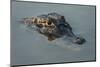 Yacare Caiman (Caiman Yacare), Northern Pantanal, Mato Grosso, Brazil-Pete Oxford-Mounted Photographic Print