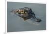 Yacare Caiman (Caiman Yacare), Northern Pantanal, Mato Grosso, Brazil-Pete Oxford-Framed Photographic Print