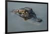 Yacare Caiman (Caiman Yacare), Northern Pantanal, Mato Grosso, Brazil-Pete Oxford-Framed Photographic Print