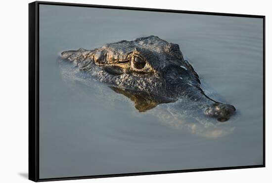 Yacare Caiman (Caiman Yacare), Northern Pantanal, Mato Grosso, Brazil-Pete Oxford-Framed Stretched Canvas