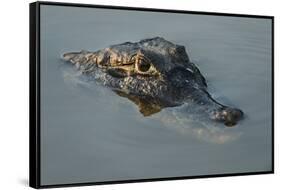 Yacare Caiman (Caiman Yacare), Northern Pantanal, Mato Grosso, Brazil-Pete Oxford-Framed Stretched Canvas