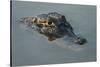 Yacare Caiman (Caiman Yacare), Northern Pantanal, Mato Grosso, Brazil-Pete Oxford-Stretched Canvas