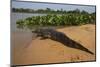 Yacare Caiman (Caiman Yacare), Northern Pantanal, Mato Grosso, Brazil-Pete Oxford-Mounted Photographic Print