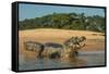 Yacare caiman (Caiman yacare) on river bank, Cuiaba River, Pantanal, Brazil-Jeff Foott-Framed Stretched Canvas