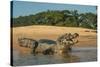 Yacare caiman (Caiman yacare) on river bank, Cuiaba River, Pantanal, Brazil-Jeff Foott-Stretched Canvas