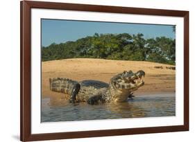 Yacare caiman (Caiman yacare) on river bank, Cuiaba River, Pantanal, Brazil-Jeff Foott-Framed Photographic Print